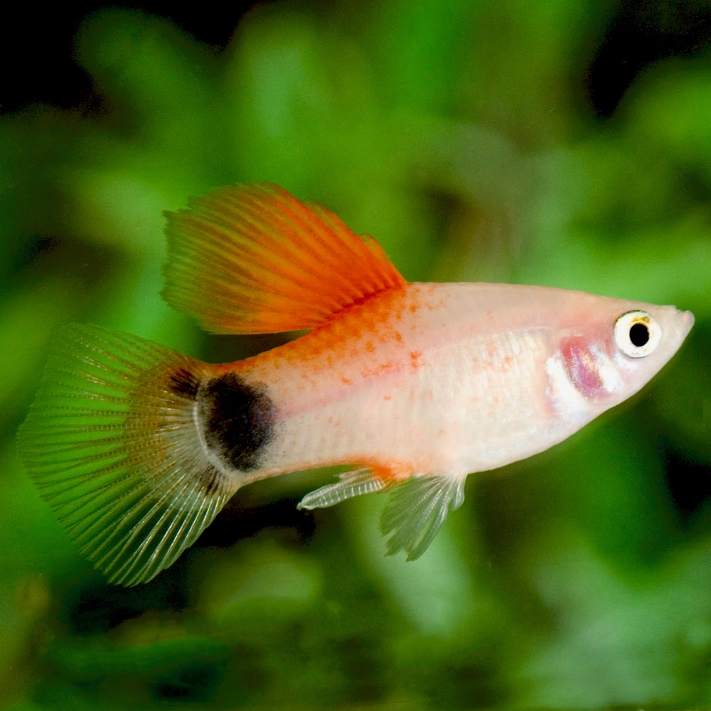 Xiph.maculatus   Platy red top hi fin M
